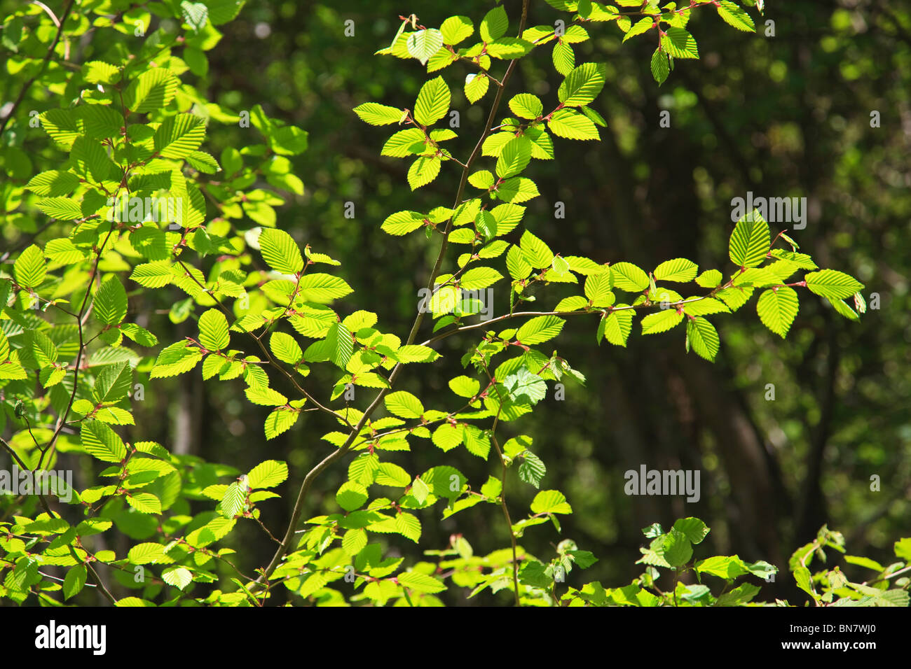 Hojas de avellano fotografías e imágenes de alta resolución Alamy