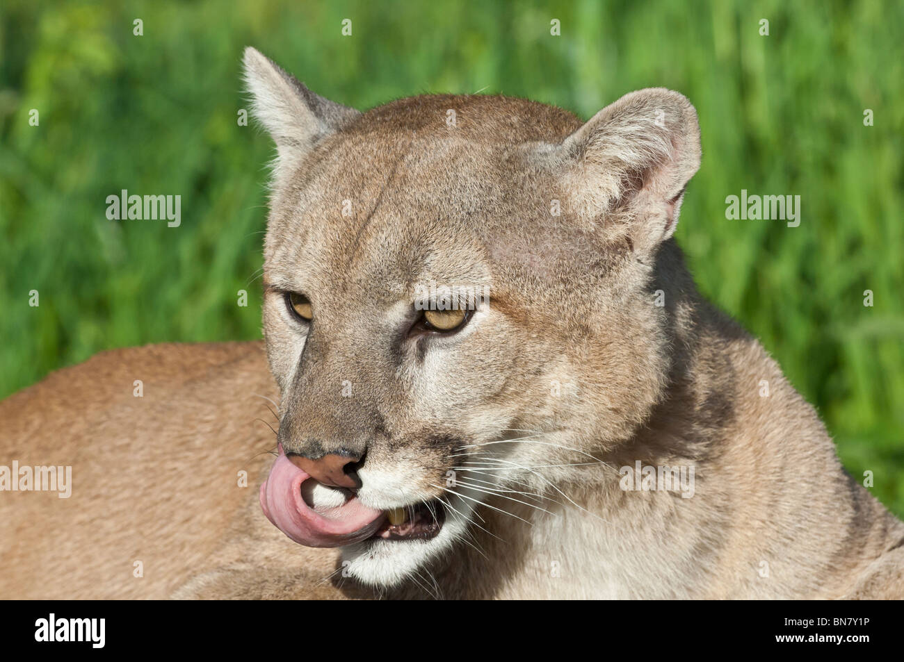 Mountain Lion, el Puma (Felis concolor), nativo Canadá, Estados Unidos, México, América Central y América del Sur Fotografía de stock -