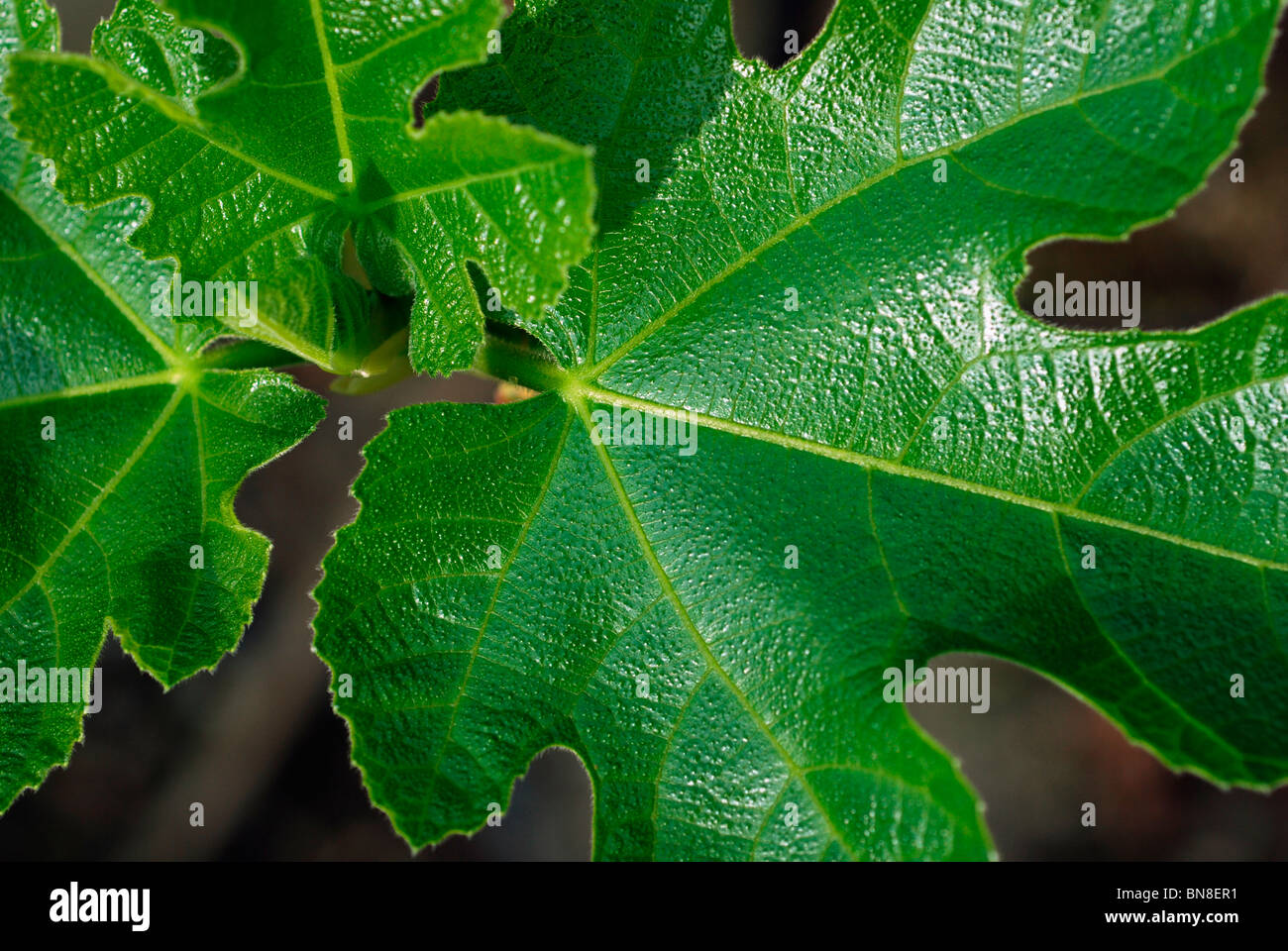 Hoja de higo fotografías e imágenes de alta resolución Alamy