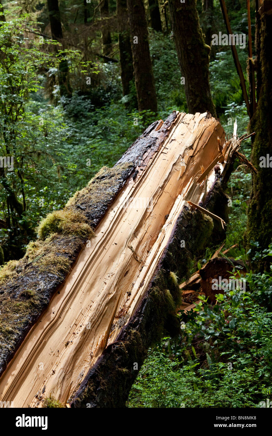 Forest,Rainforest,tronco roto Foto de stock
