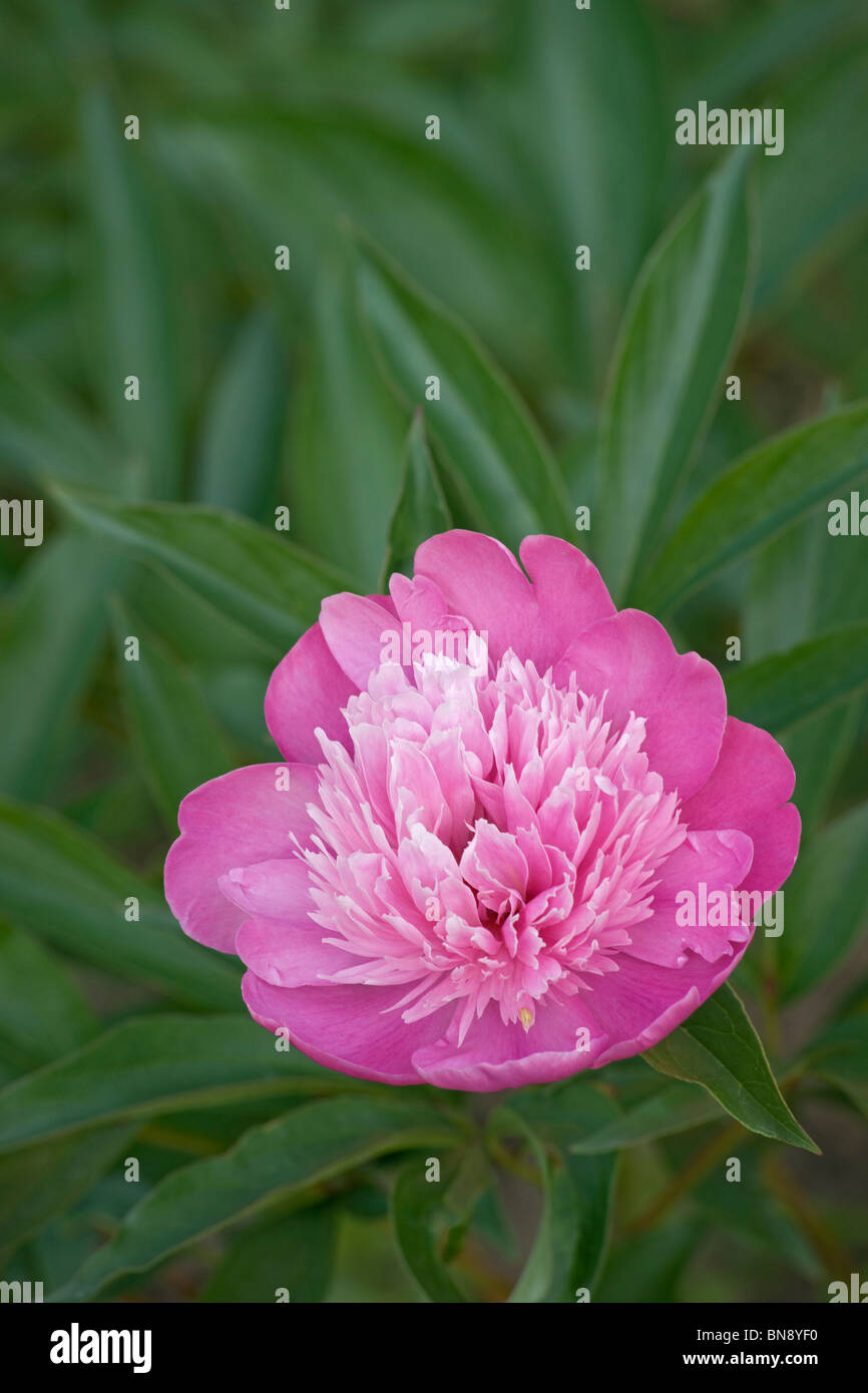 Peonía china (Paeonia lactiflora) Foto de stock