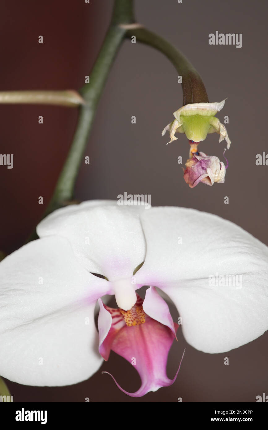 Semillas de orquídeas Fotografía de stock - Alamy