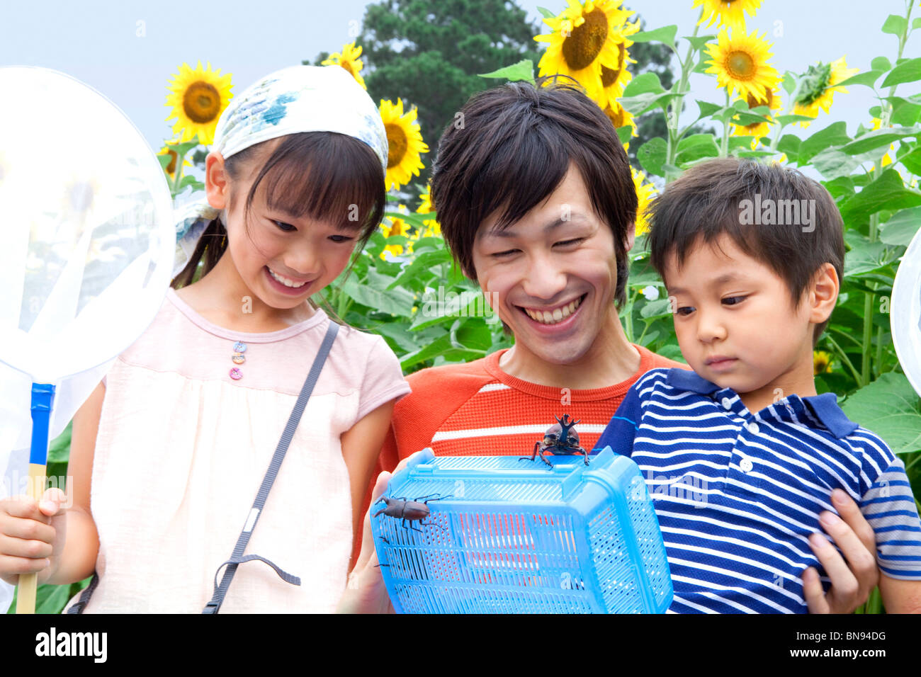Los niños con el padre mirando a los escarabajos en campo de girasol sonriendo Foto de stock