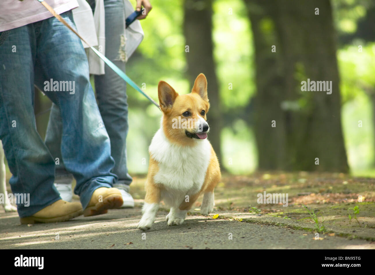 Pareja paseando sus corgi perro en un parque Foto de stock