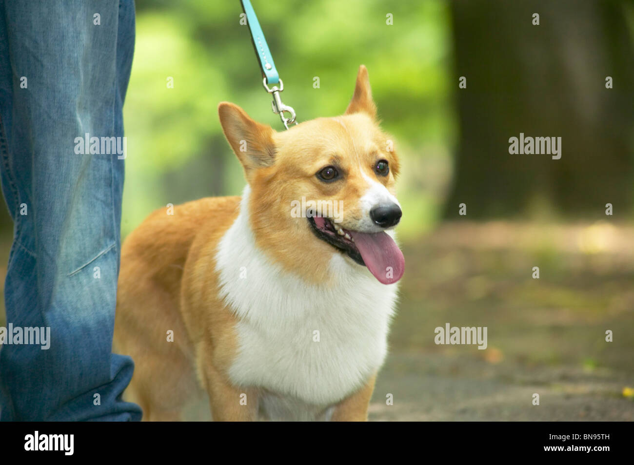 Corgi perro caminaba sobre una correa Foto de stock