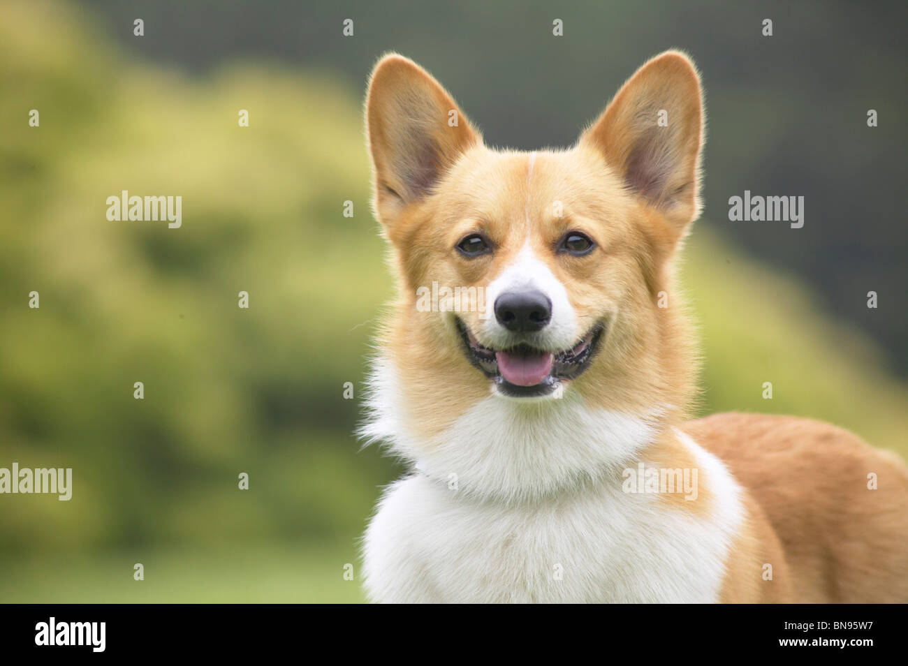 Pembroke Welsh Corgi en un parque Foto de stock