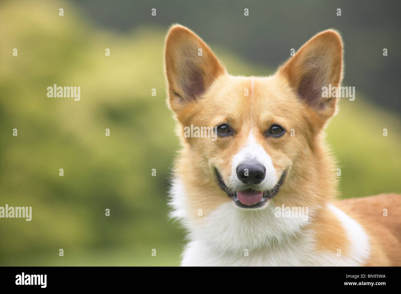 Pembroke Welsh Corgi en un parque Foto de stock