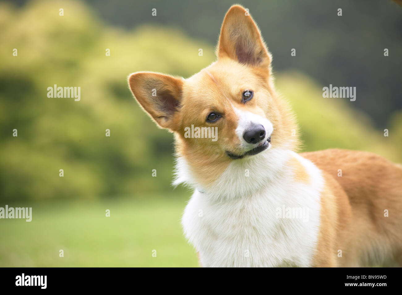 Pembroke Welsh Corgi con su cabeza hacia el lado inclinado Foto de stock