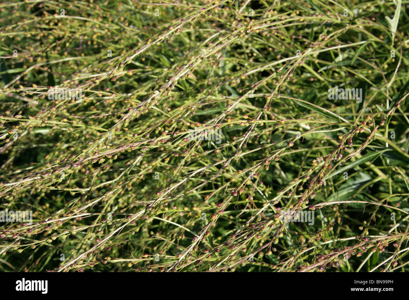Cabezas de semillas de mostaza, Bola Neslia paniculata Brassicaceae Foto de stock