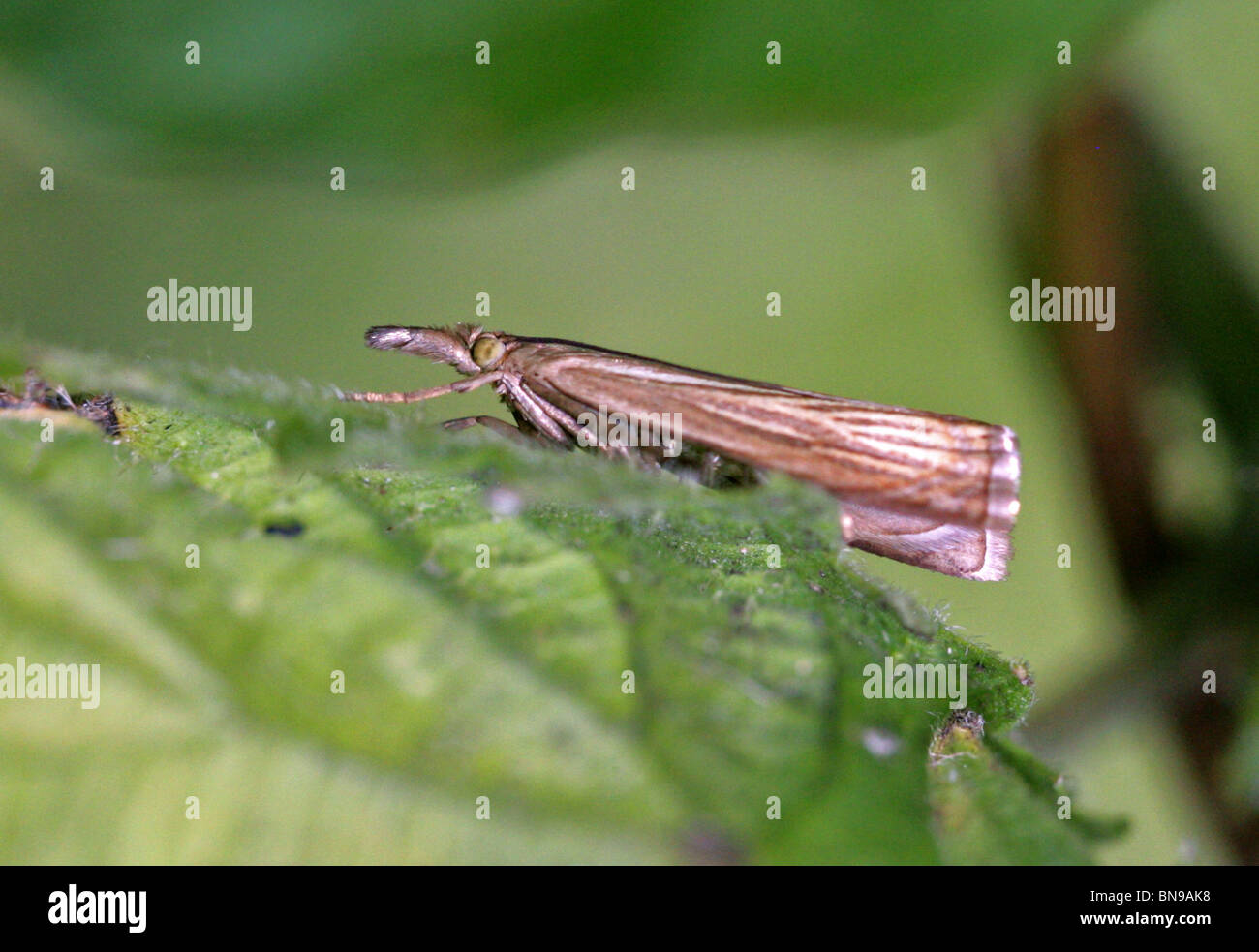 Hocico Crambid Moth, Crambus sp.,, Lepidoptera Crambidae. Foto de stock