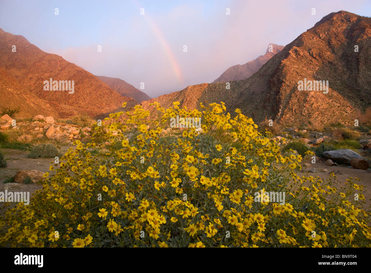Flores silvestres en Borrego Palm Canyon, Desierto Anza-Borrego State Park, California. Foto de stock