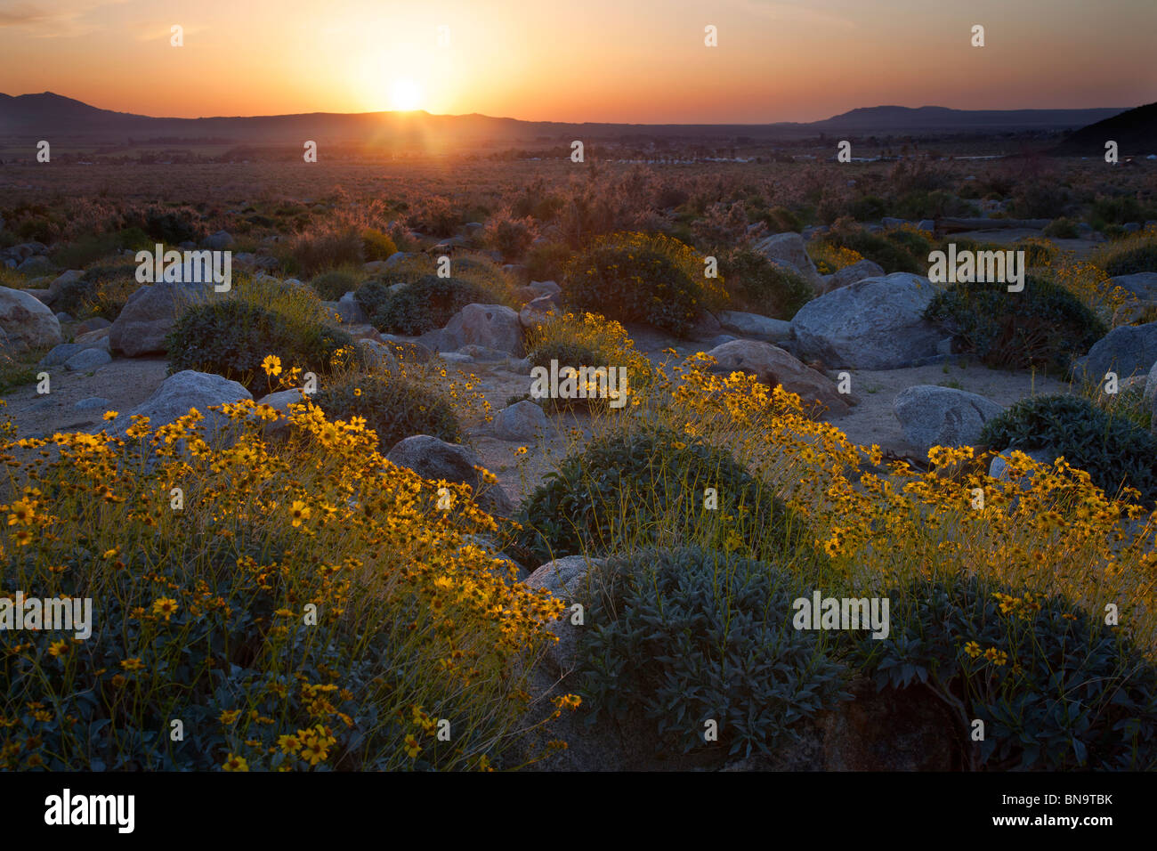Flores silvestres en Borrego Palm Canyon, Desierto Anza-Borrego State Park, California. Foto de stock