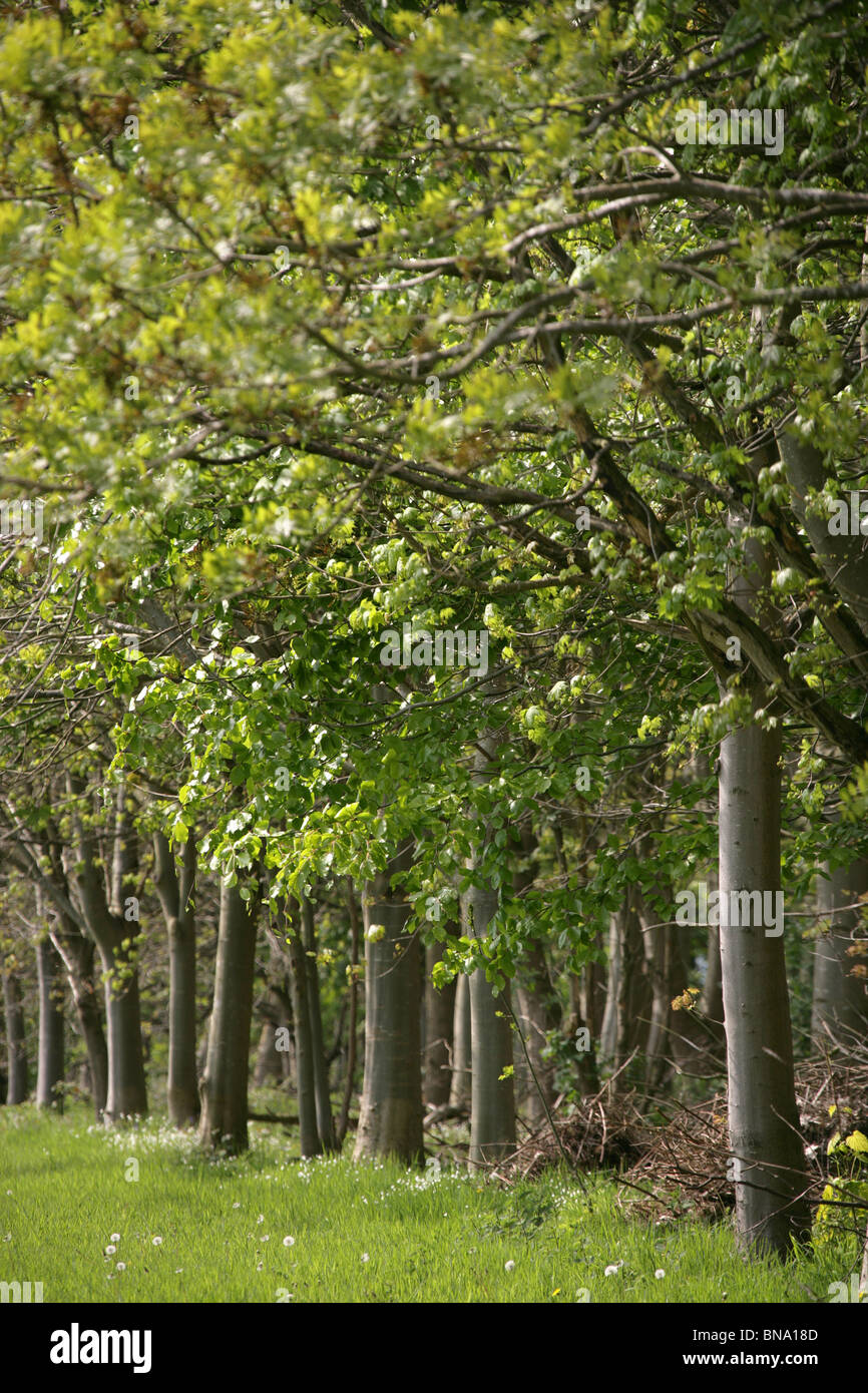 La Quinta Arboretum, Inglaterra. Primavera vista de la Quinta Arboretum avenidas arboladas. Foto de stock