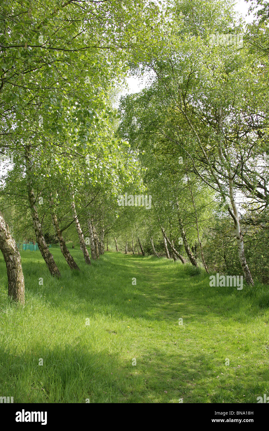 La Quinta Arboretum, Inglaterra. Primavera vista de la Quinta Arboretum avenidas arboladas. Foto de stock