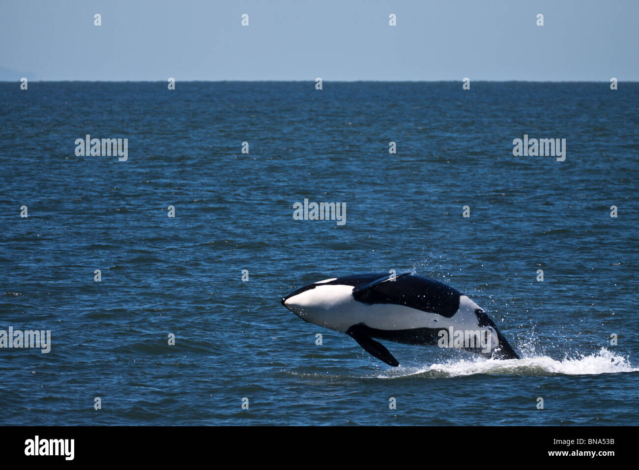 La orca Spieden J8, hembra nacida 1933 breeching, Norte de Puget Sound, entre Washington y Canadá, América del Norte Foto de stock