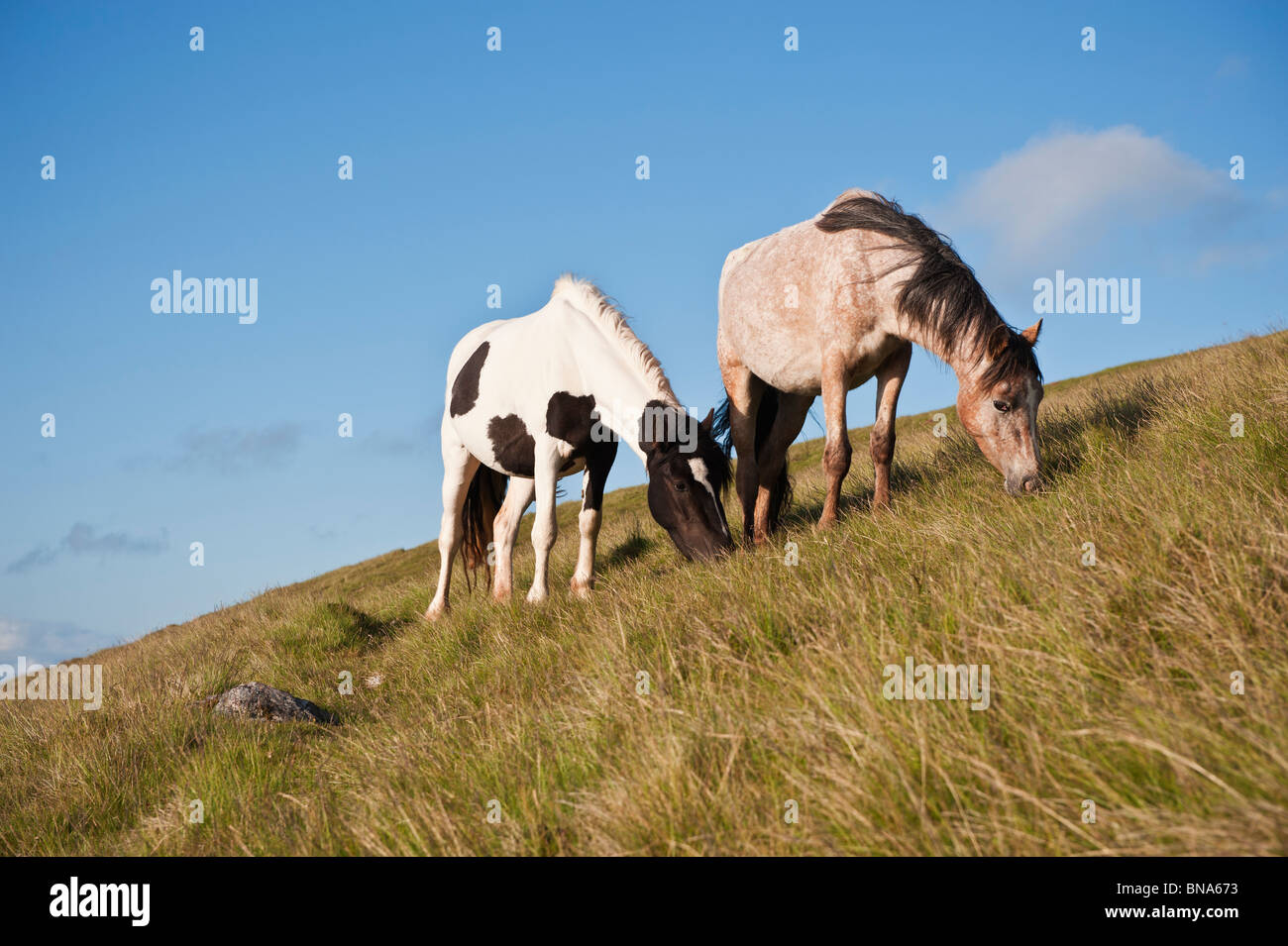Welsh ponis de montaña se alimentan de ladera de hierba, heno Bluff, Gales Foto de stock