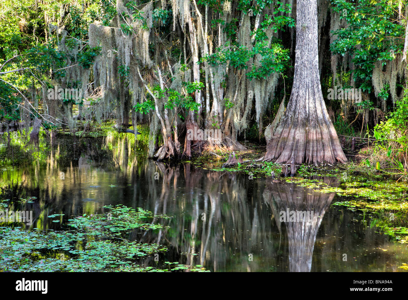 Cypress Swamp, Big Cypress National Preserve, Florida Foto de stock