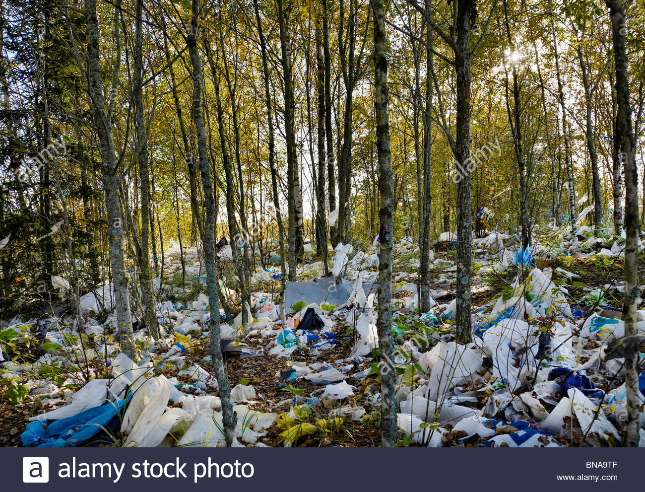 Resultado de imagen de imagenes de plastico en los bosques"