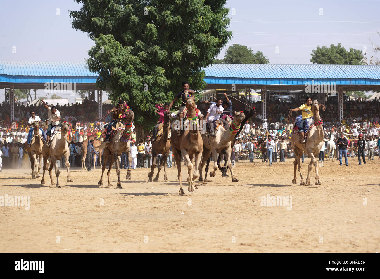 Los jinetes de camellos corriendo una carrera en el festival de Pushkar que es la más antigua tradición de eventos deportivos en Rajastán Foto de stock