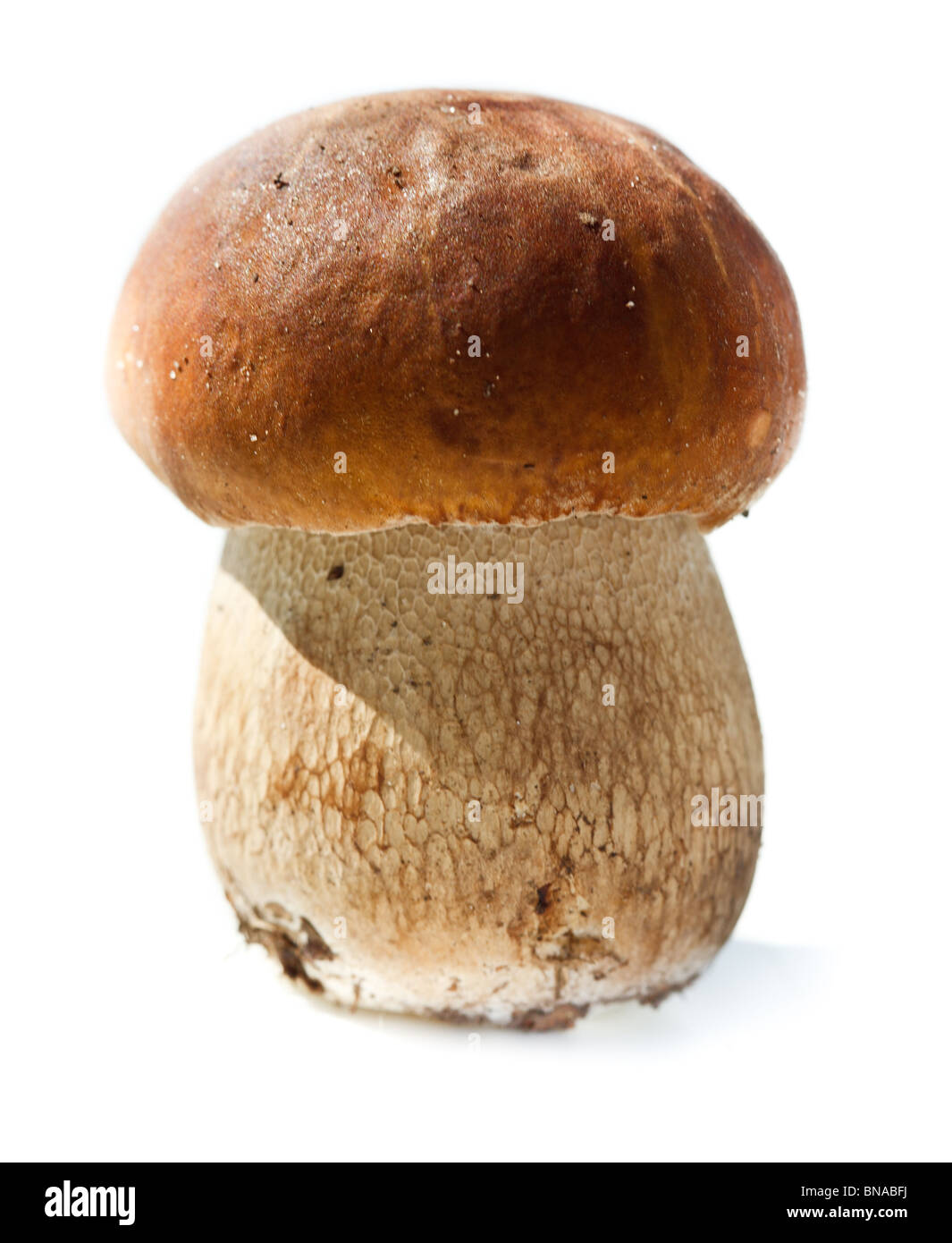 Comestibles (Boletus edulis, hongos porcini, CEP) delante de un fondo blanco Fotografía de stock