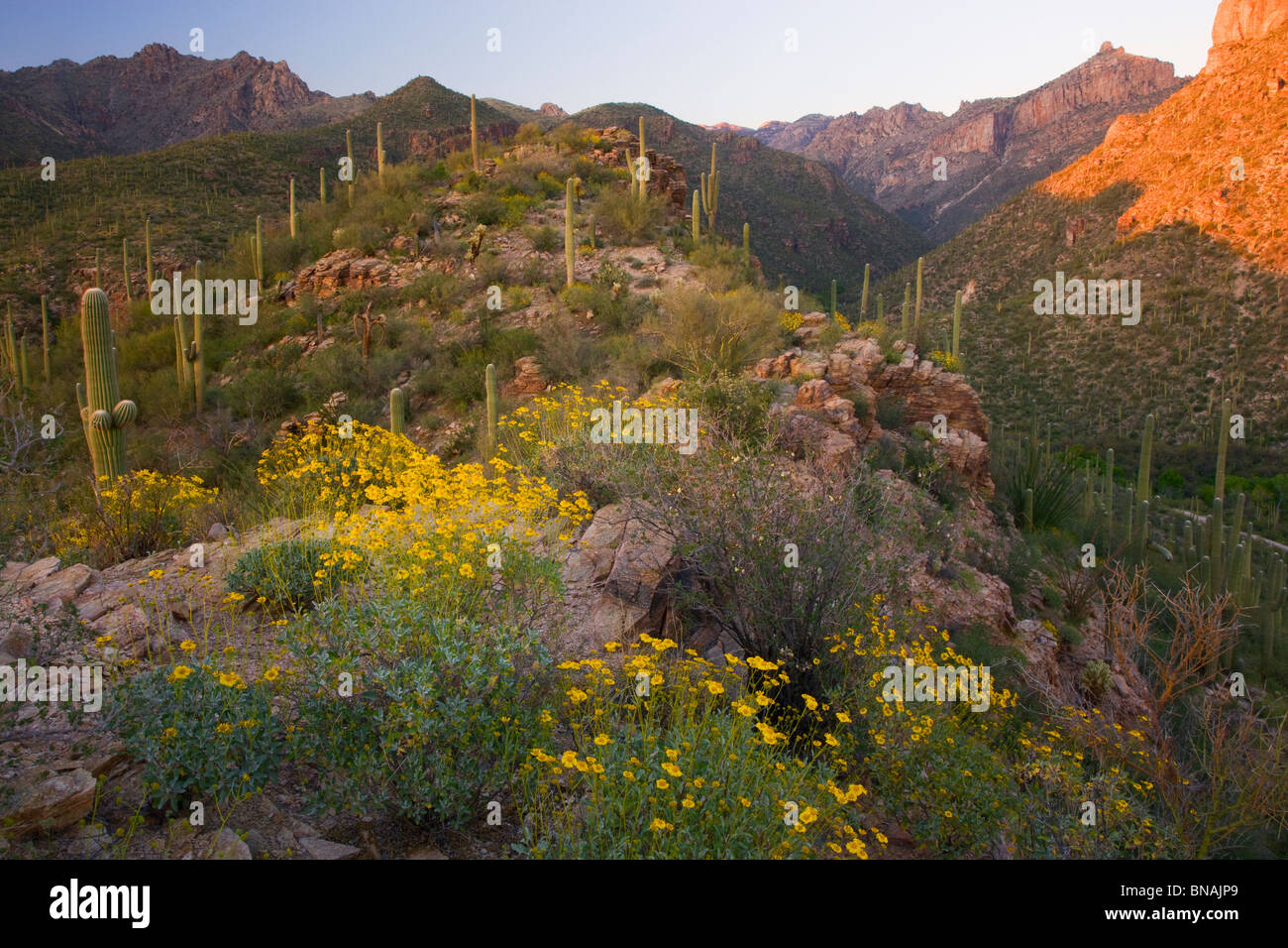 Sabino Canyon Recreation Area, Tucson, Arizona. Foto de stock