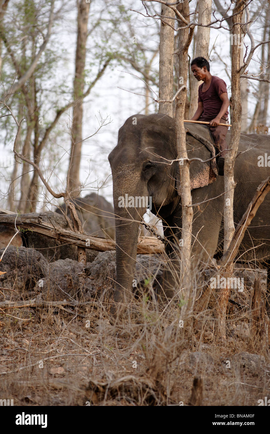 Un mahout o un conductor acciona un elefante en la Reserva de Tigres de Pench, India. Foto de stock