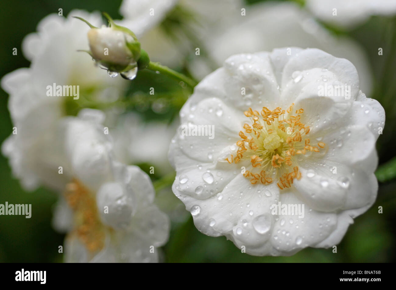 'Blanco' vigorosa (vigoroso) Roses Foto de stock