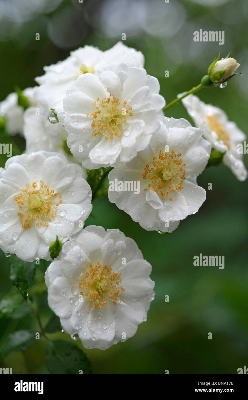 'Blanco' vigorosa (vigoroso) Roses Foto de stock