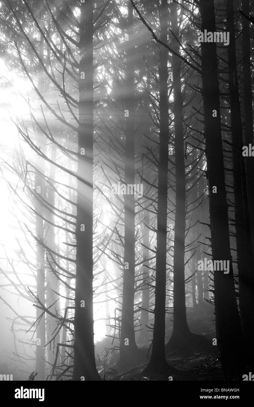 La picea de Sitka árboles con dios reys en niebla. Samuel H. Boardman Estado Corredor escénico. Oregon Foto de stock