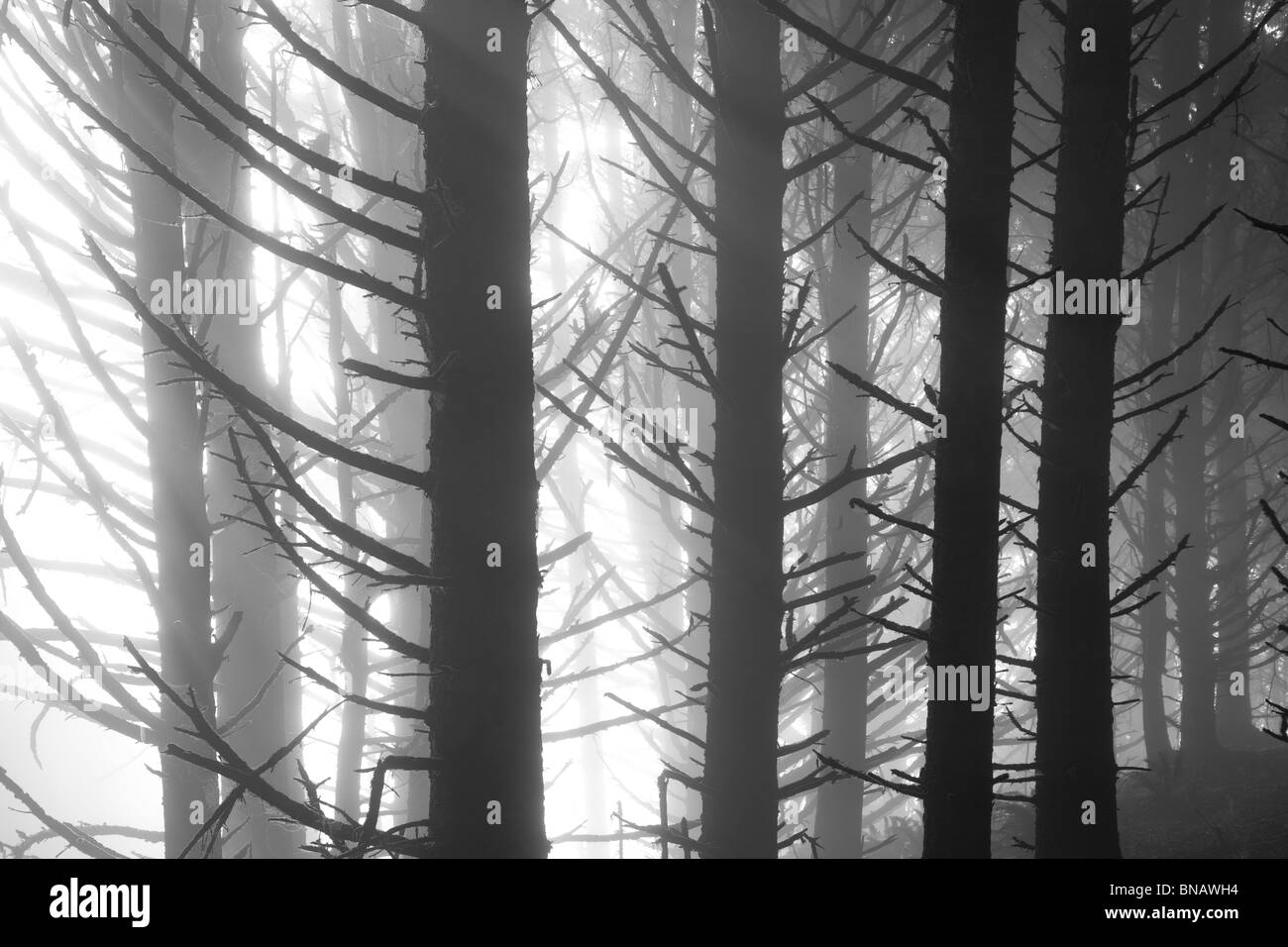 La picea de Sitka árboles en la niebla. Samuel H. Boardman Estado Corredor escénico. Oregon Foto de stock