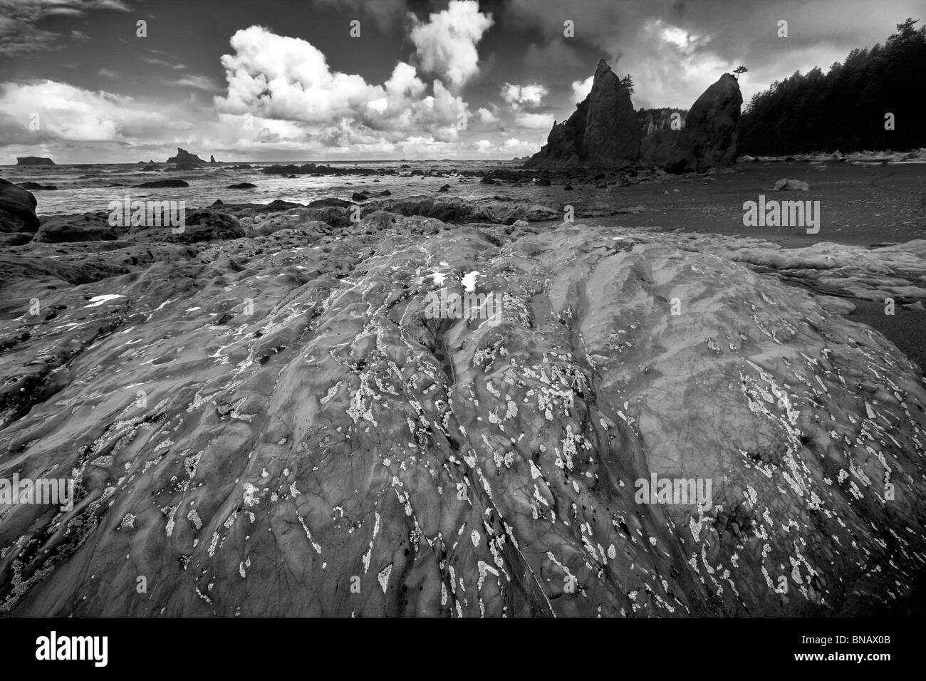Percebes en roca de Rialto Beach. El Parque Nacional Olímpico, Washington Foto de stock