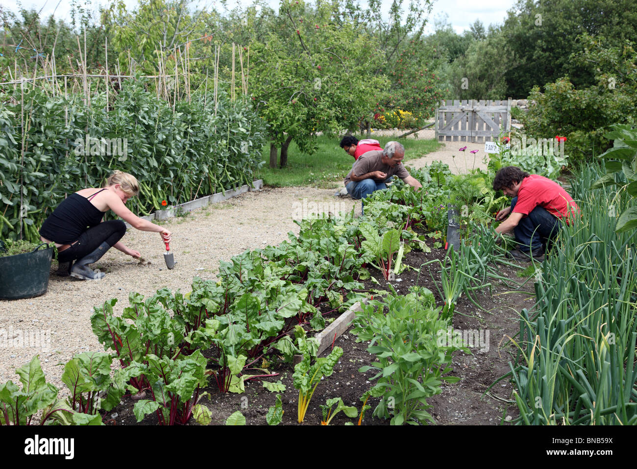 Jardineros de voluntarios, el Centro orgánico, Co. Leitrim, Irlanda Foto de stock