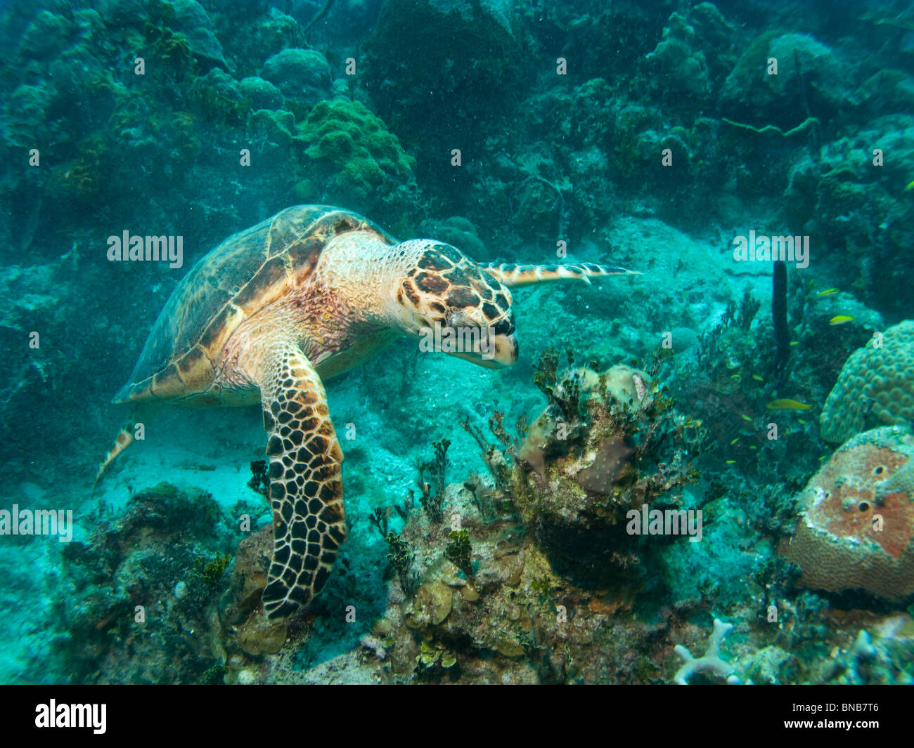La tortuga carey, Nassau, Las Bahamas Foto de stock
