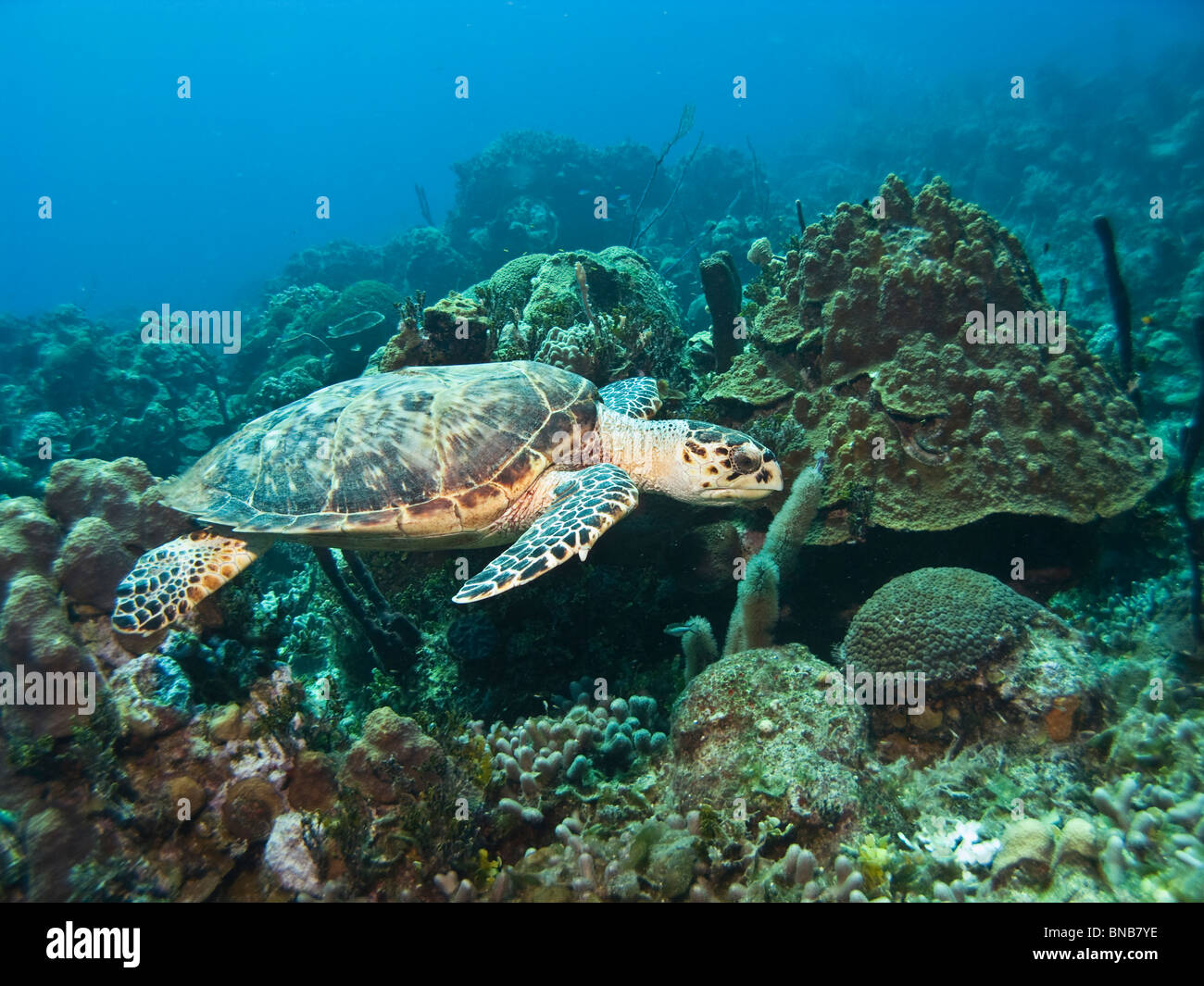 La tortuga carey, Nassau, Las Bahamas Foto de stock