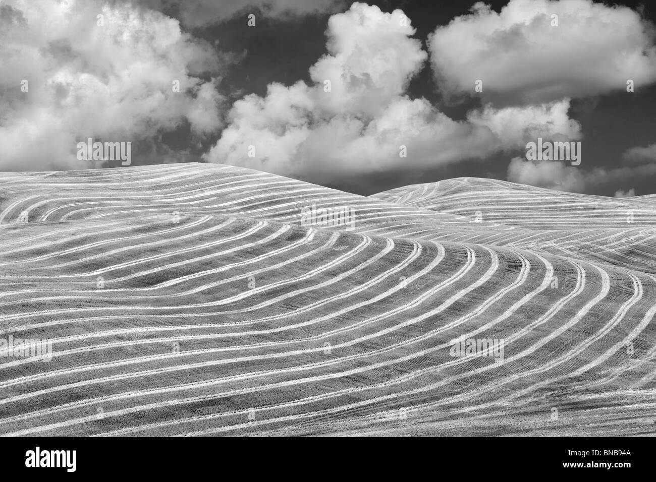 Campo de trigo cosechado. El Palouse, Washington. Se ha añadido un cielo. Foto de stock