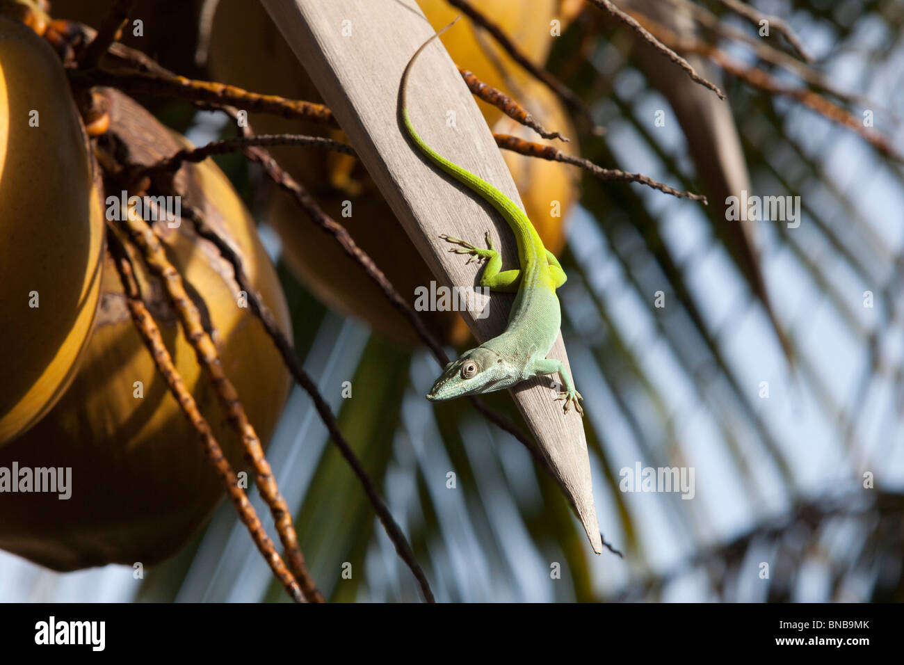 Lagarto verde salvaje en la hoja de una palmera de coco. no cautivo. Foto de stock