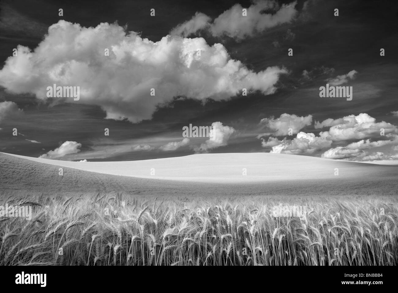 Las nubes y campo de trigo. El Palouse, Washington Foto de stock