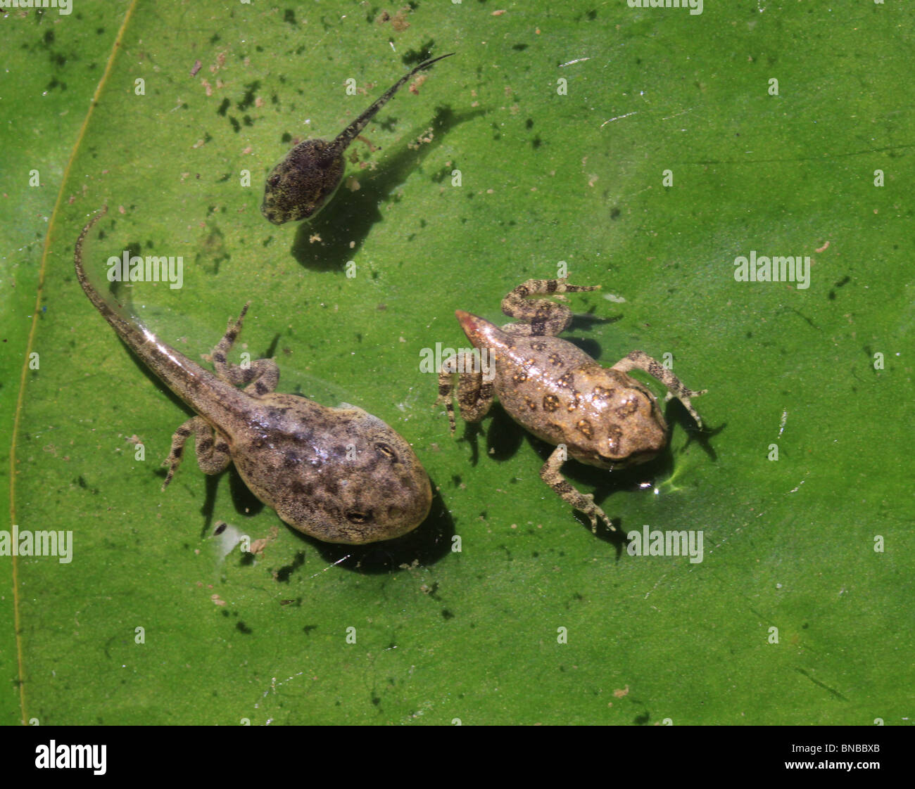 A Rana renacuajo el desarrollo de diferentes especies de anfibios de metamorfosis Foto de stock