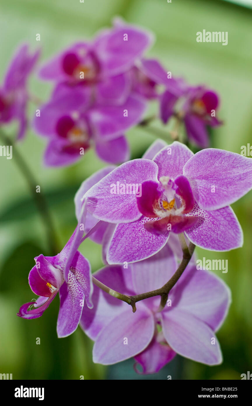 Rosa violeta flores de orquídeas Phalenopsis Joyau Suzanne X Carmela's Pixie Bedford Foto de stock
