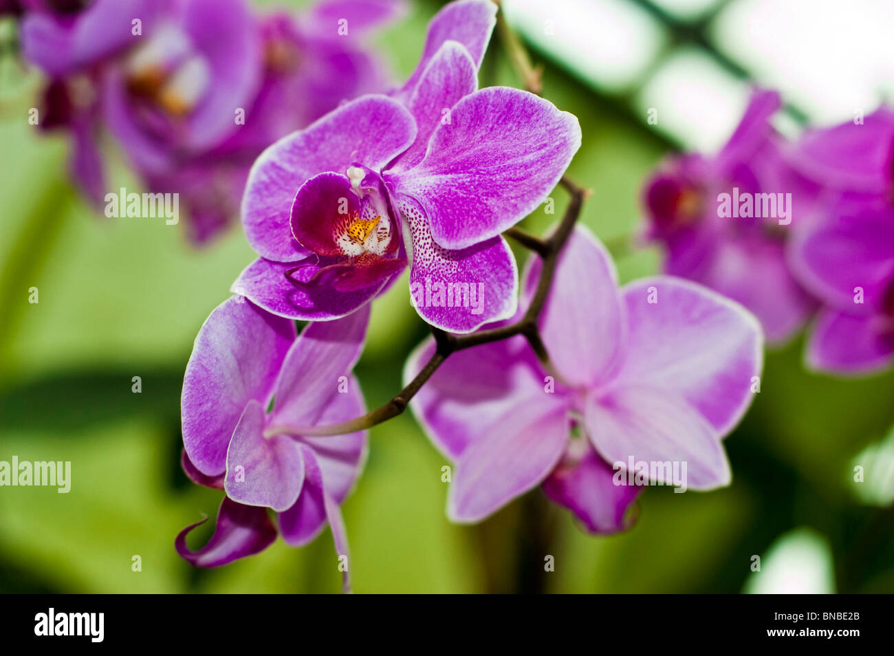 Rosa violeta flores de orquídeas Phalenopsis Joyau Suzanne X Carmela's Pixie Bedford Foto de stock