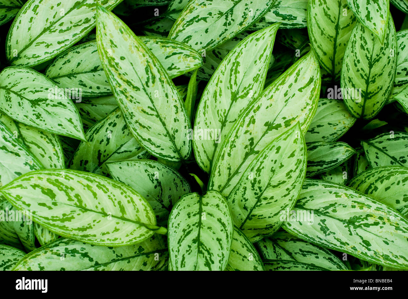 Blanco verde deja de var Aglaonema Silver Rey, Araceae Foto de stock