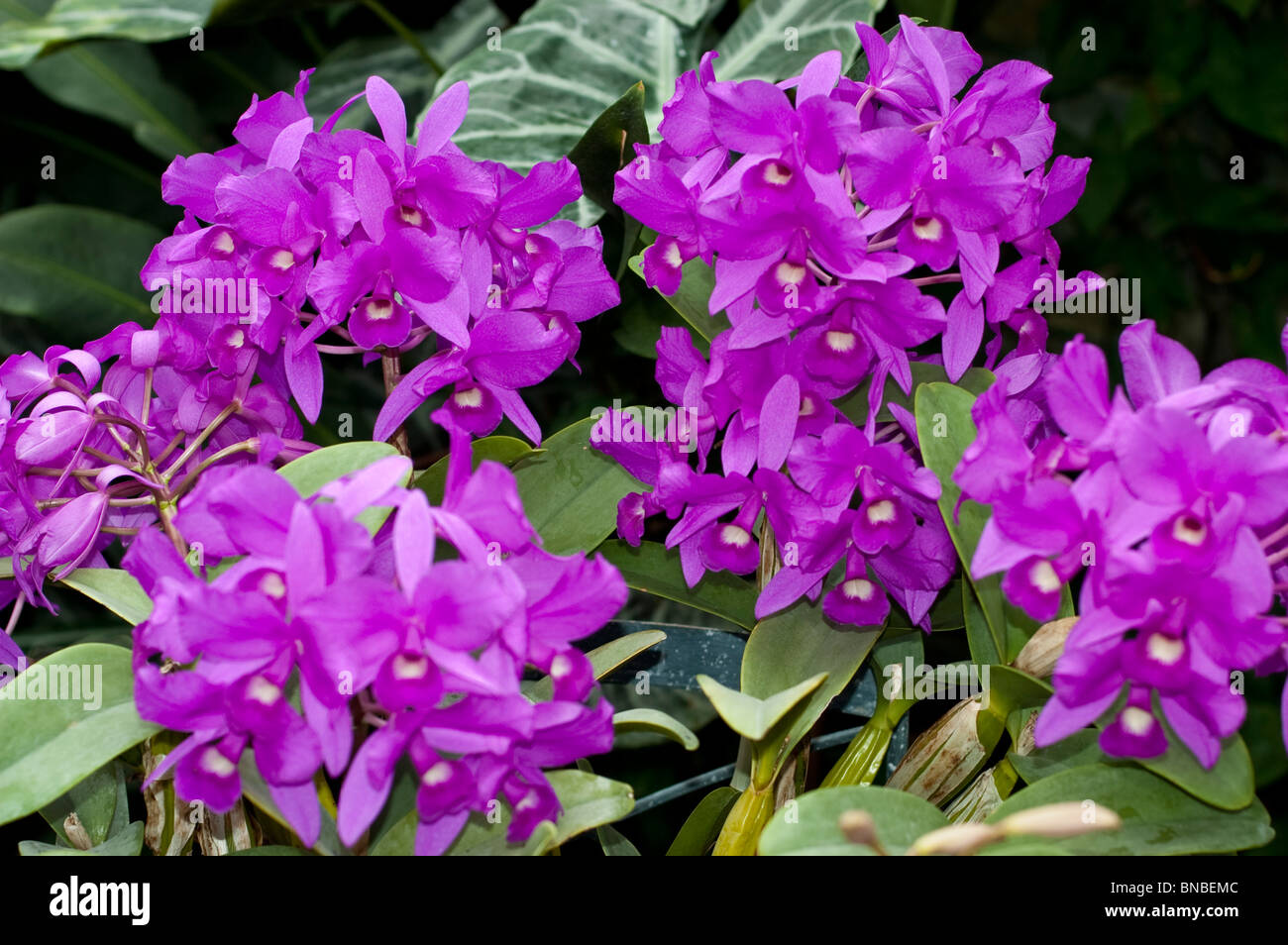 Guarianthe skinneri fotografías e imágenes de alta resolución - Alamy