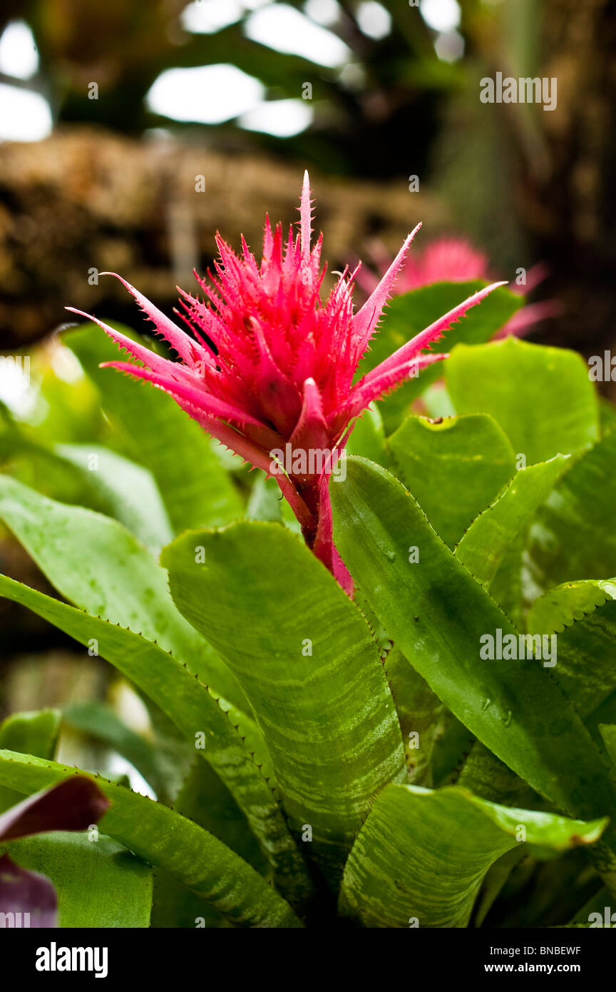 Rosa flor roja de Silver-Vase, Urn Planta, Aechmea fasciata, Bromeliaceae  Fotografía de stock - Alamy