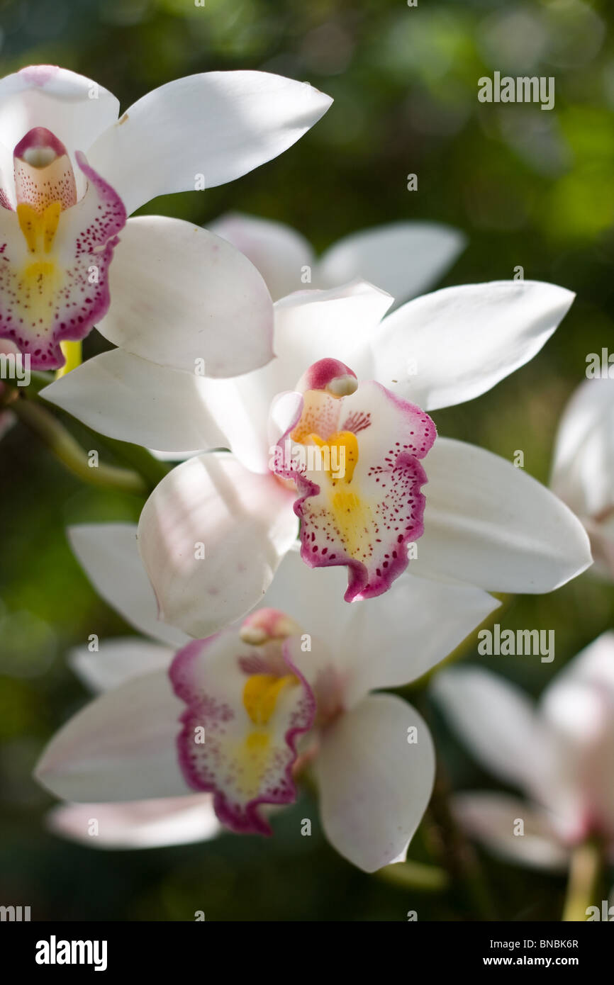 Rosa, amarillo y blanco orquídeas Cymbidium, Tailandia Fotografía de stock  - Alamy