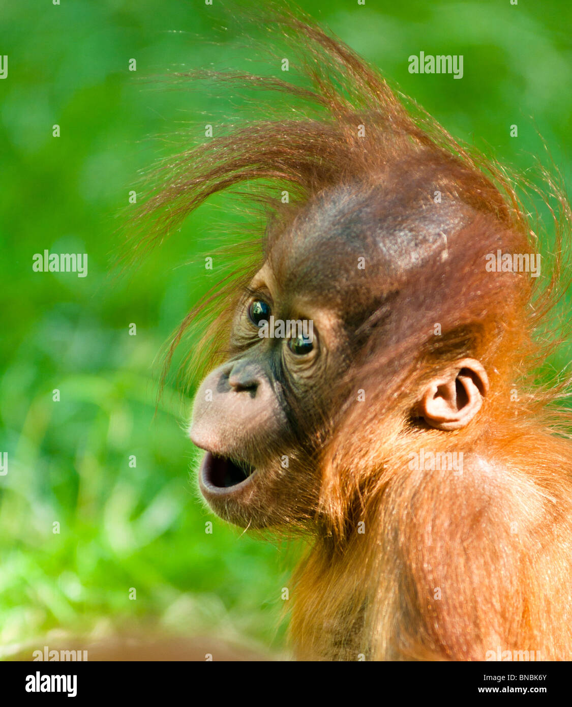 Orangután bebé mira con asombro Foto de stock