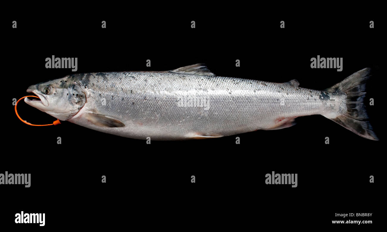 El salmón salvaje, un pescado graso con alto contenido en proteínas, ácidos grasos omega-3 y vitamina D Foto de stock