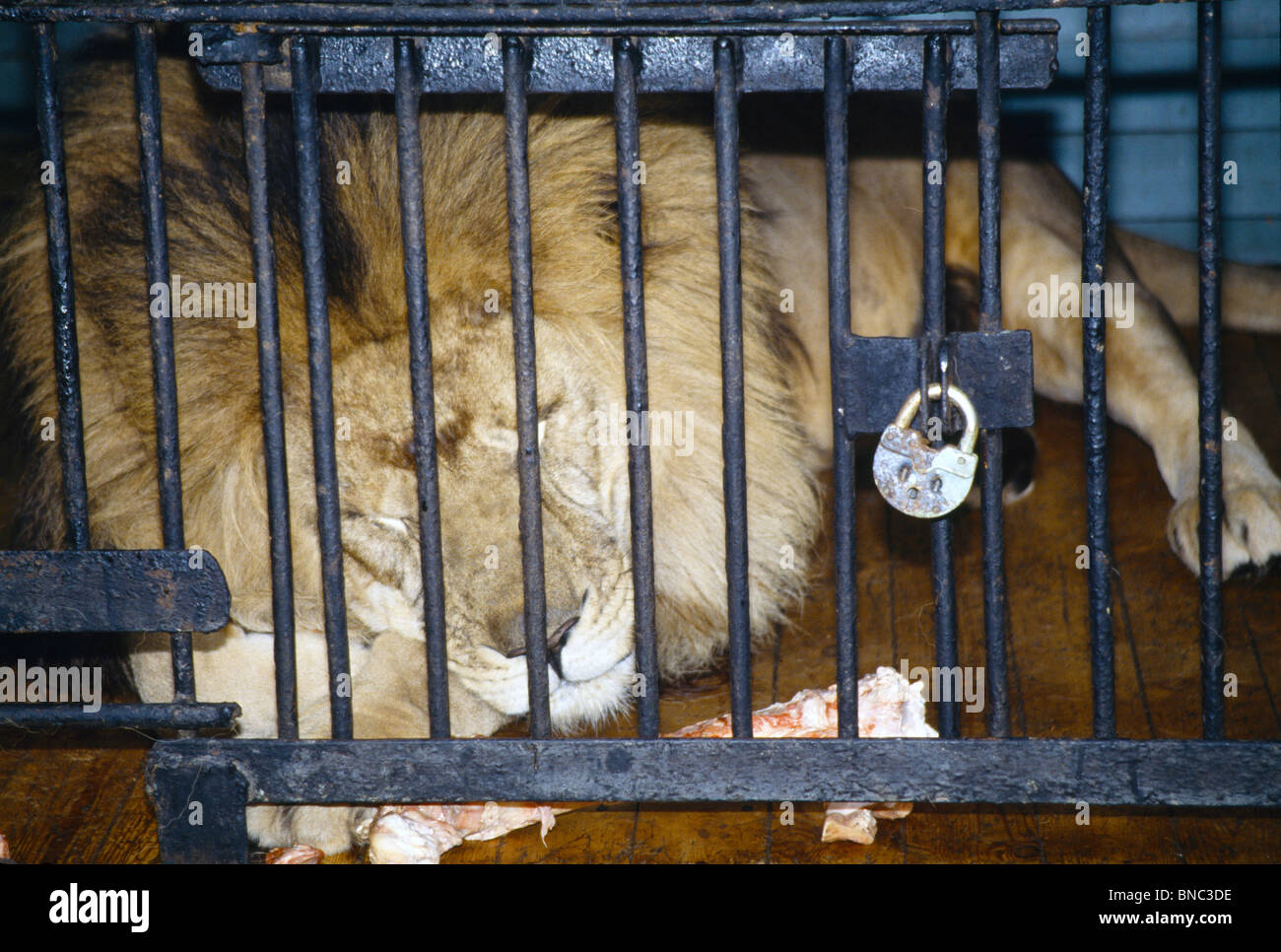 Yekaterinburg Rusia Zoo retrato de León enjaulado Ojos Cerrados Foto de stock