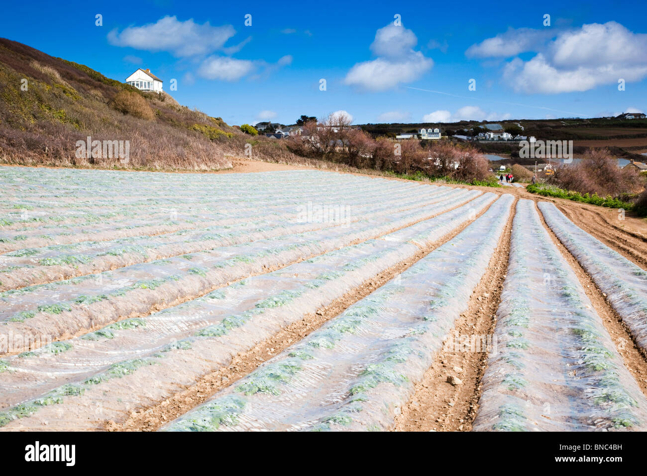 Plástico en cultivos en Perranuthnoe; Cornwall Foto de stock