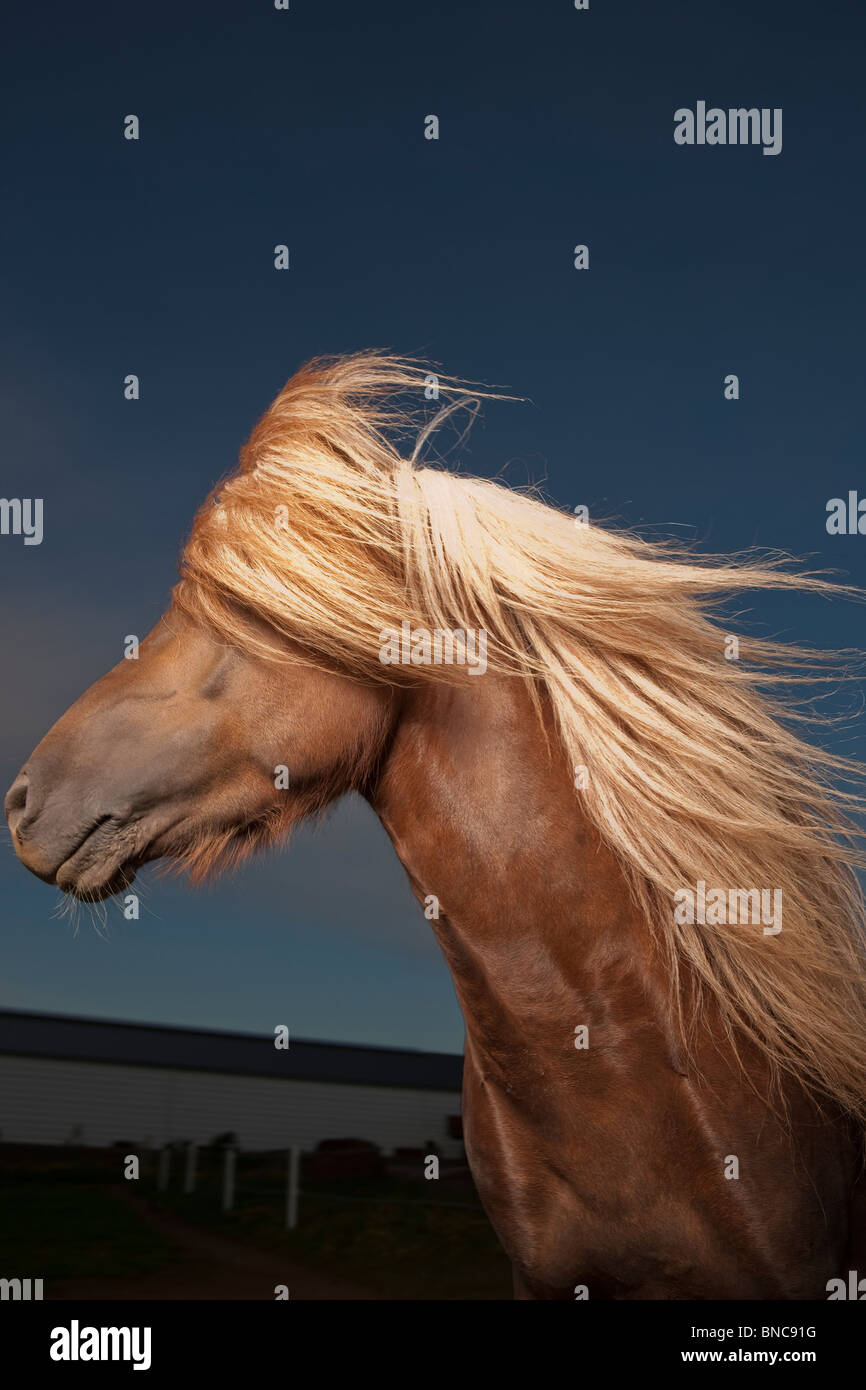 Retrato del caballo islandés, Islandia Foto de stock