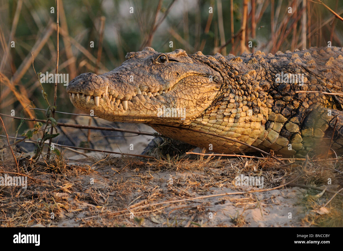 El cocodrilo del Nilo (Crocodylus niloticus) en el río Zambezi, Mosi-oa-Tunya National Park, Zambia Foto de stock